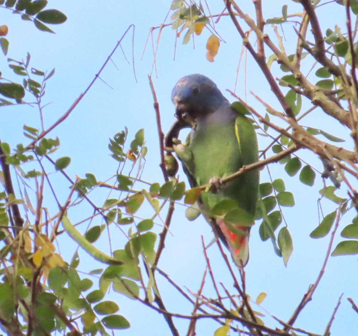 Blue-headed Parrot (Blue-headed) - ML642103298