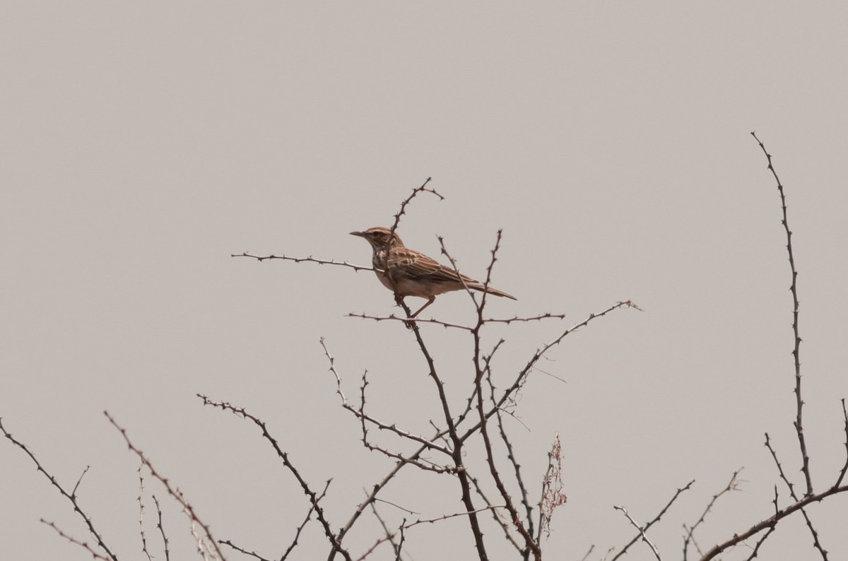 Gillett's Lark - ML642103299