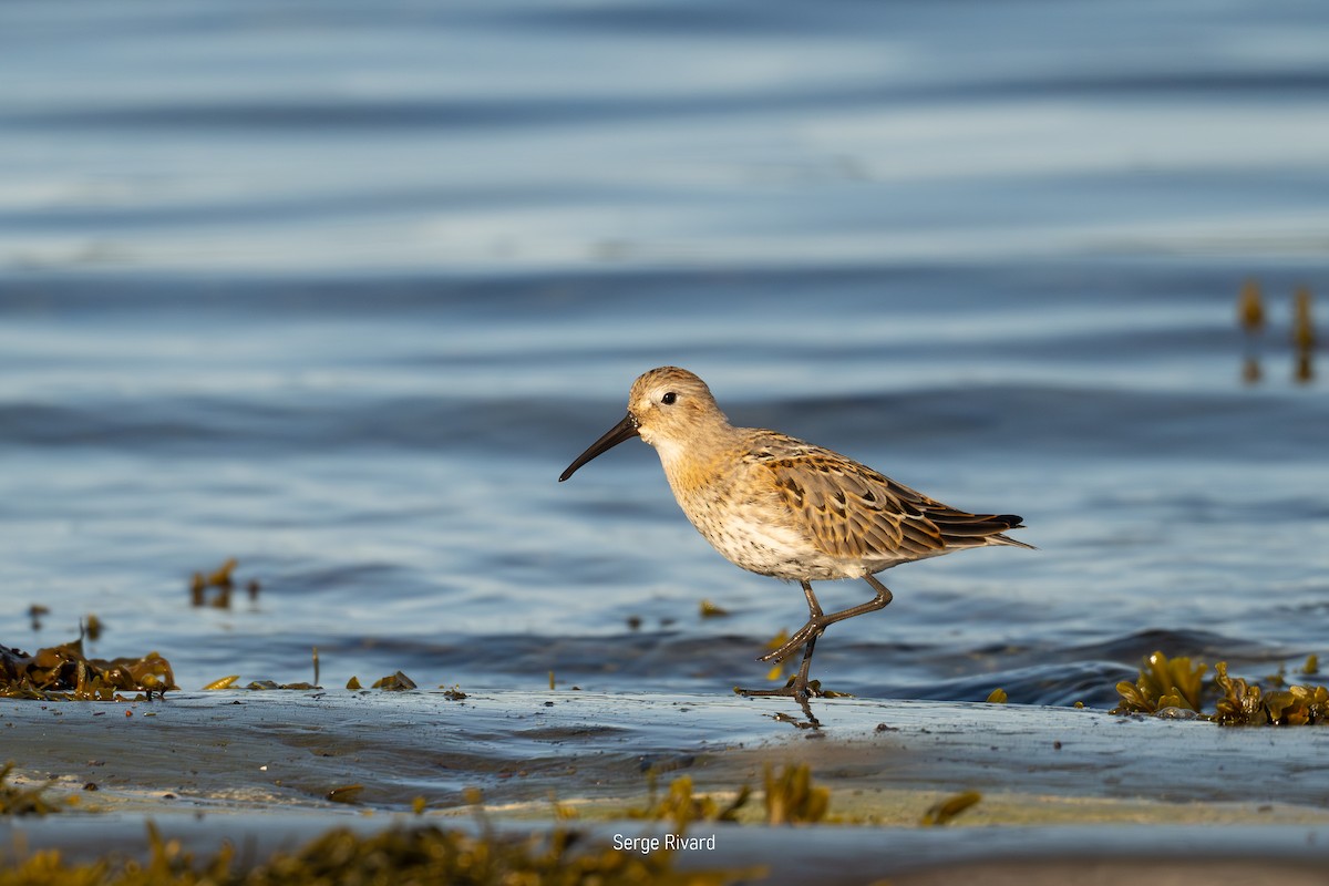 Dunlin - ML642103302
