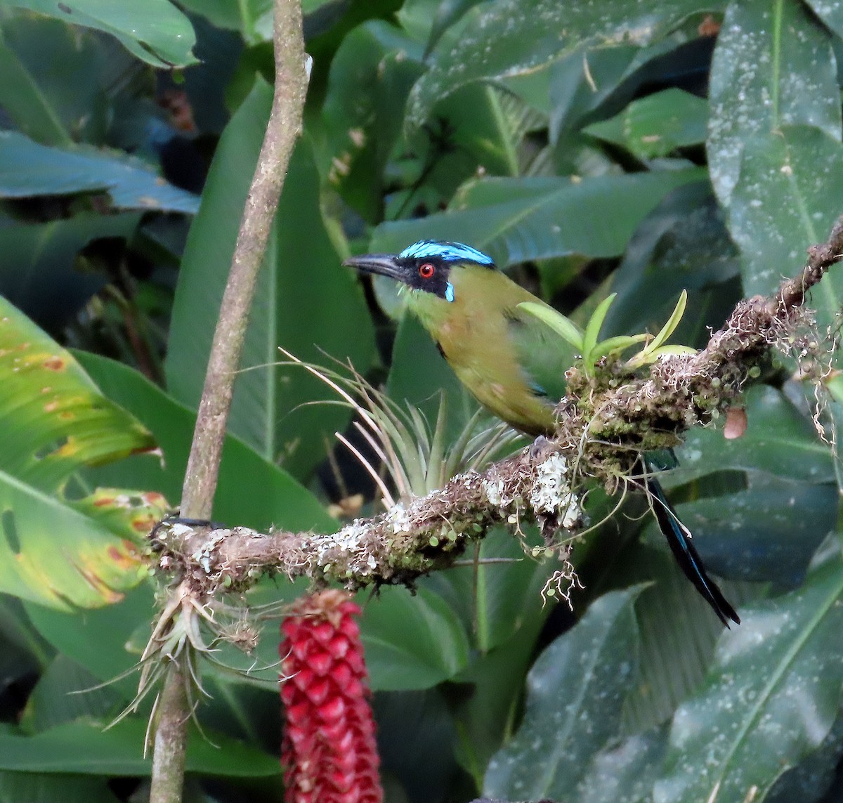 Andean Motmot - ML642103308