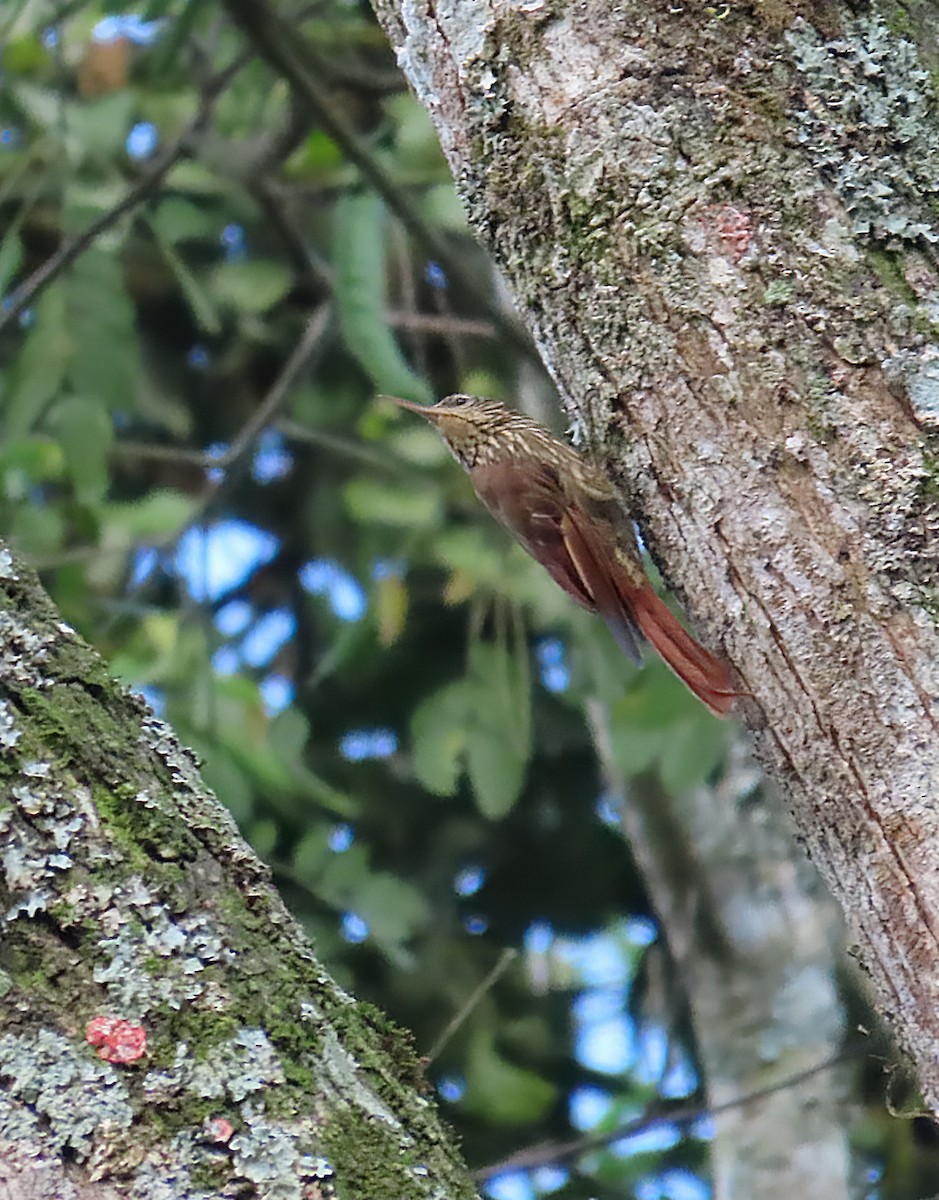 Streak-headed Woodcreeper - ML642103313