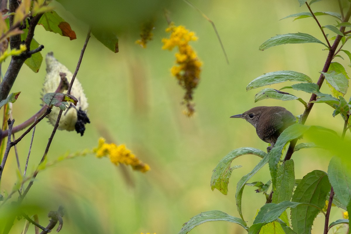 Northern House Wren - ML642103343