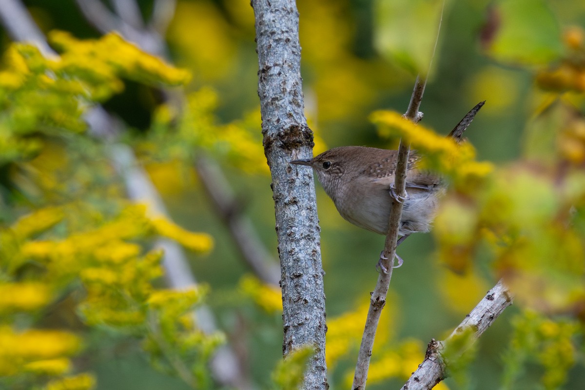 Northern House Wren - ML642103344