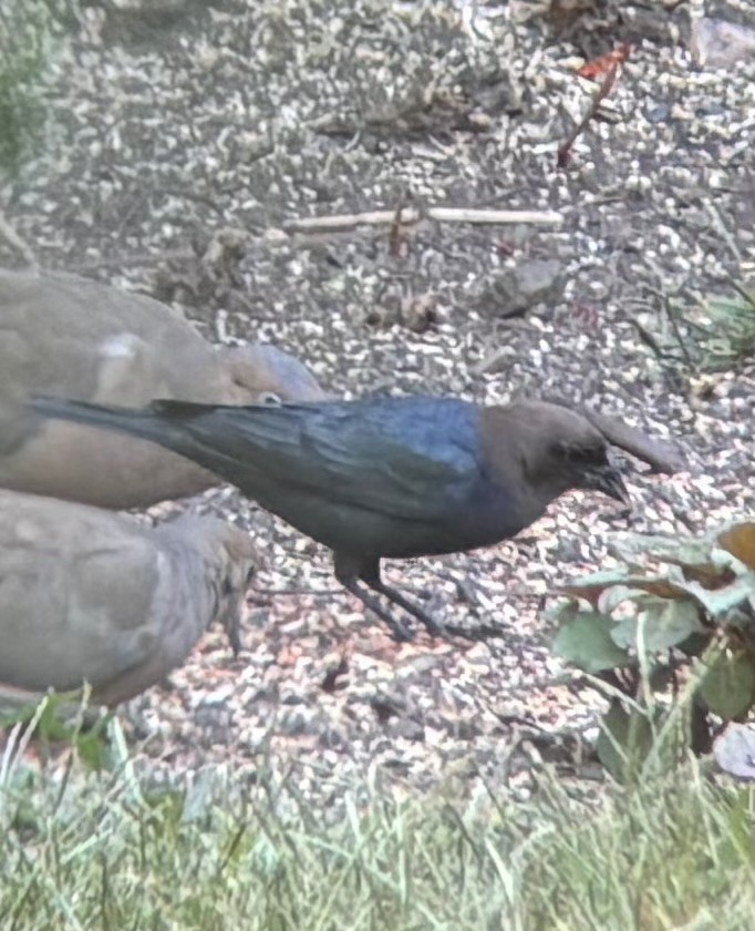 コウウチョウ - ML642103367