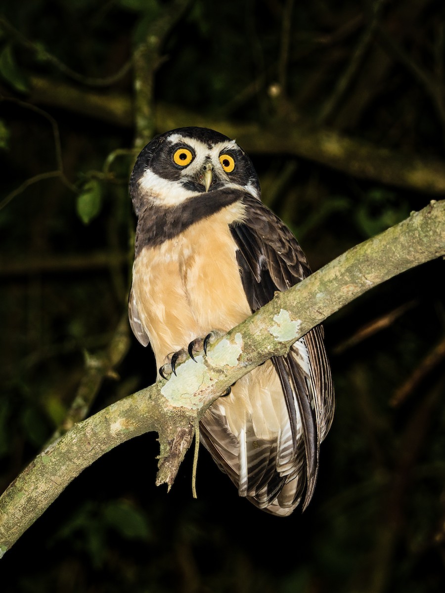 Chouette à lunettes - ML642103374