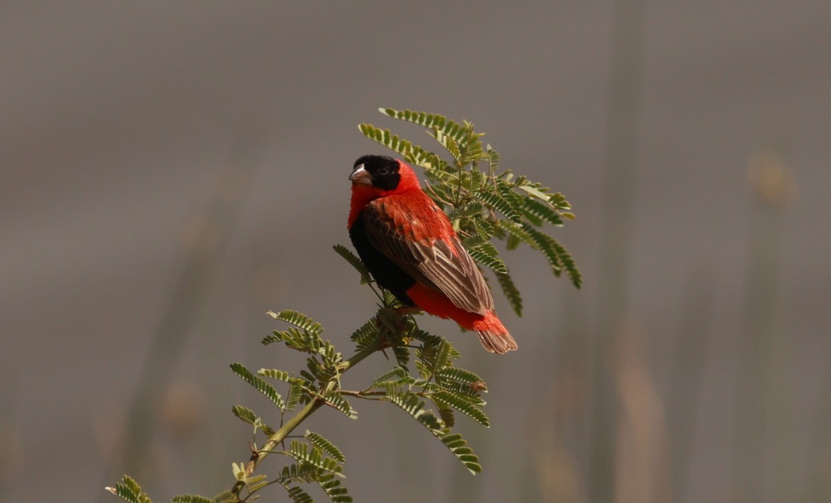 Northern Red Bishop - ML642103396