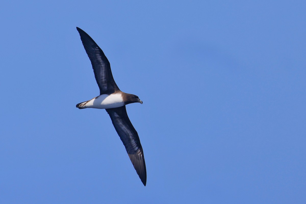 Petrel de Tahití - ML642103399