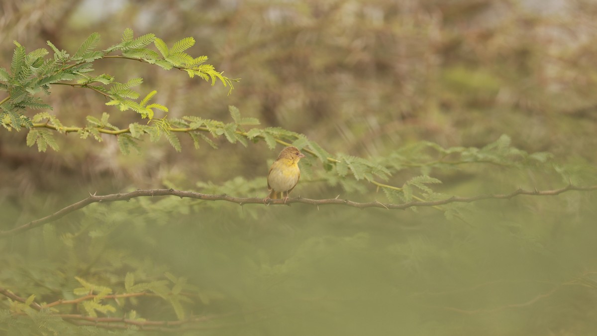 Village Weaver - ML642103409