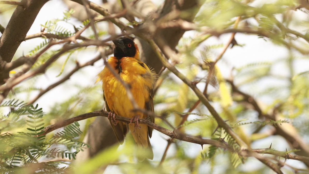 Village Weaver - ML642103414