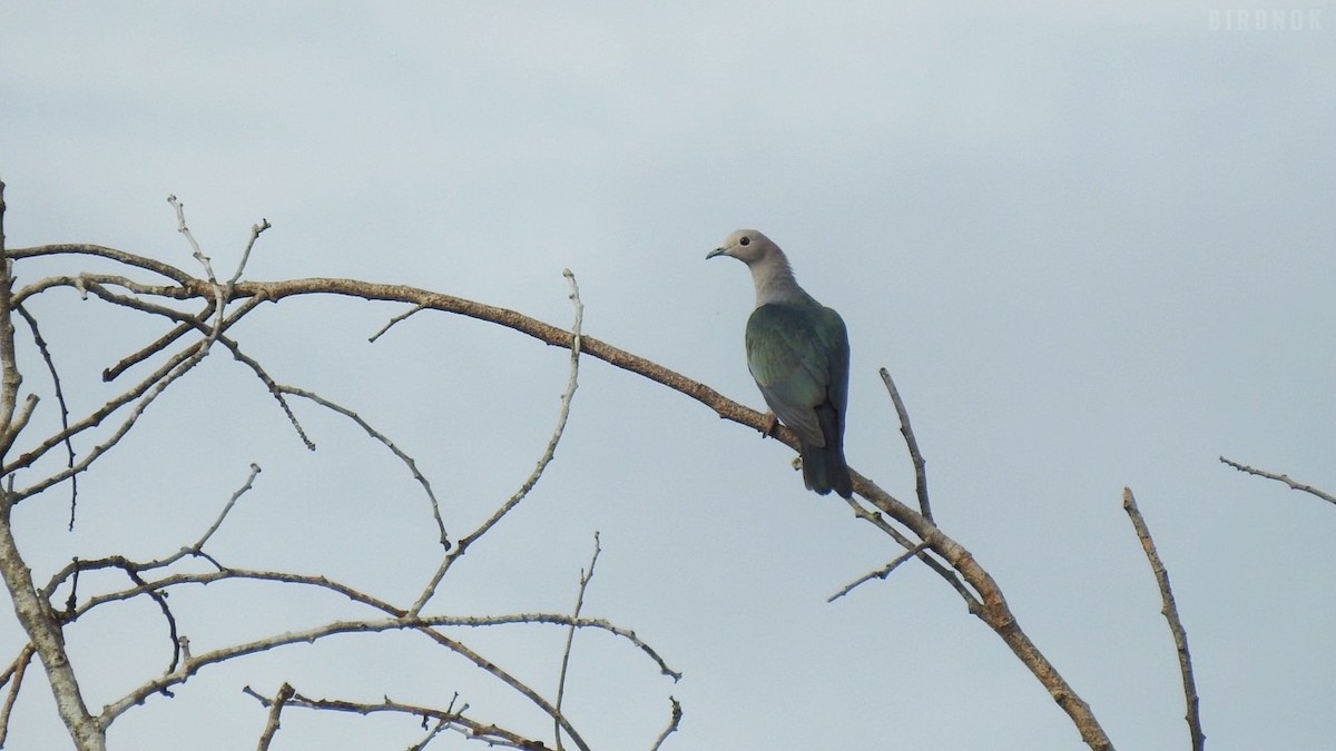 Green Imperial-Pigeon - ML642103429