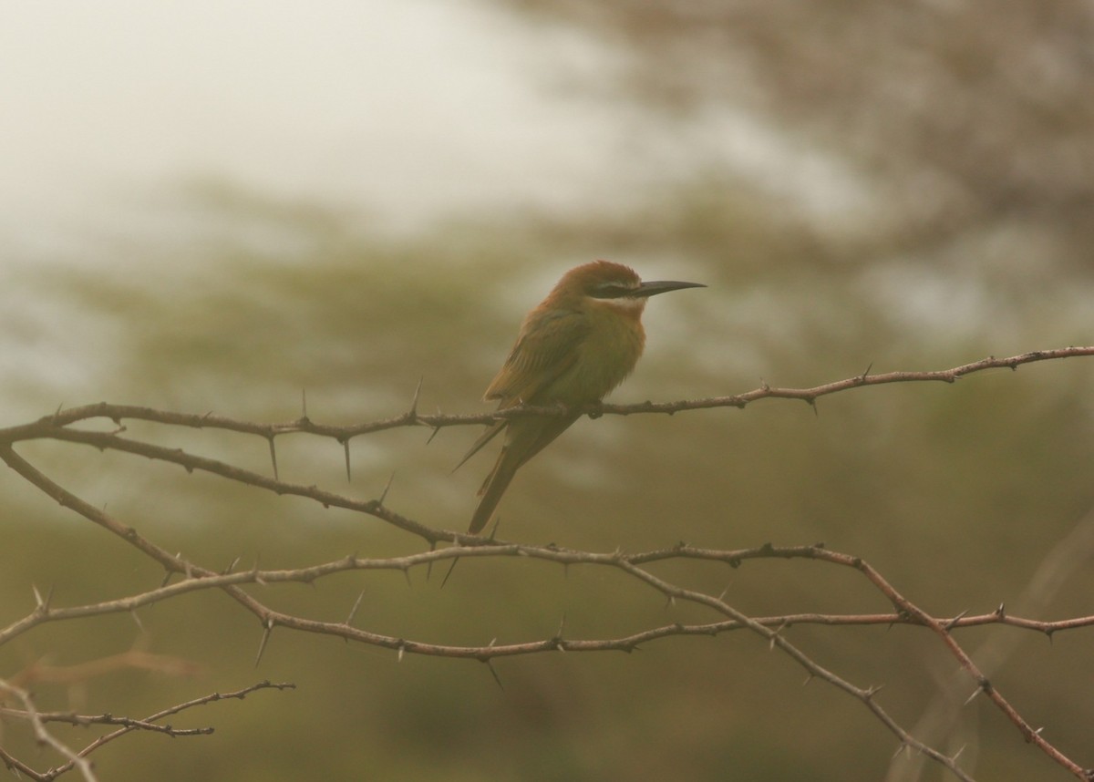 Olive Bee-eater - ML642103452