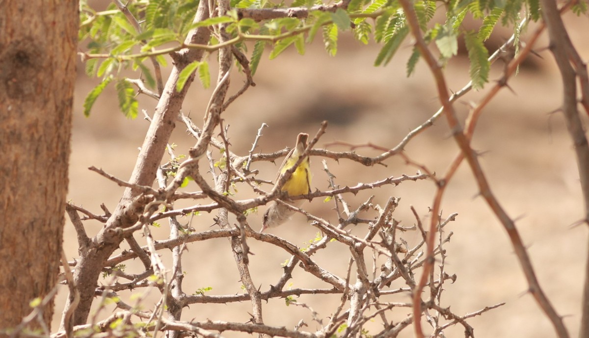 Yellow-bellied Eremomela - ML642103471