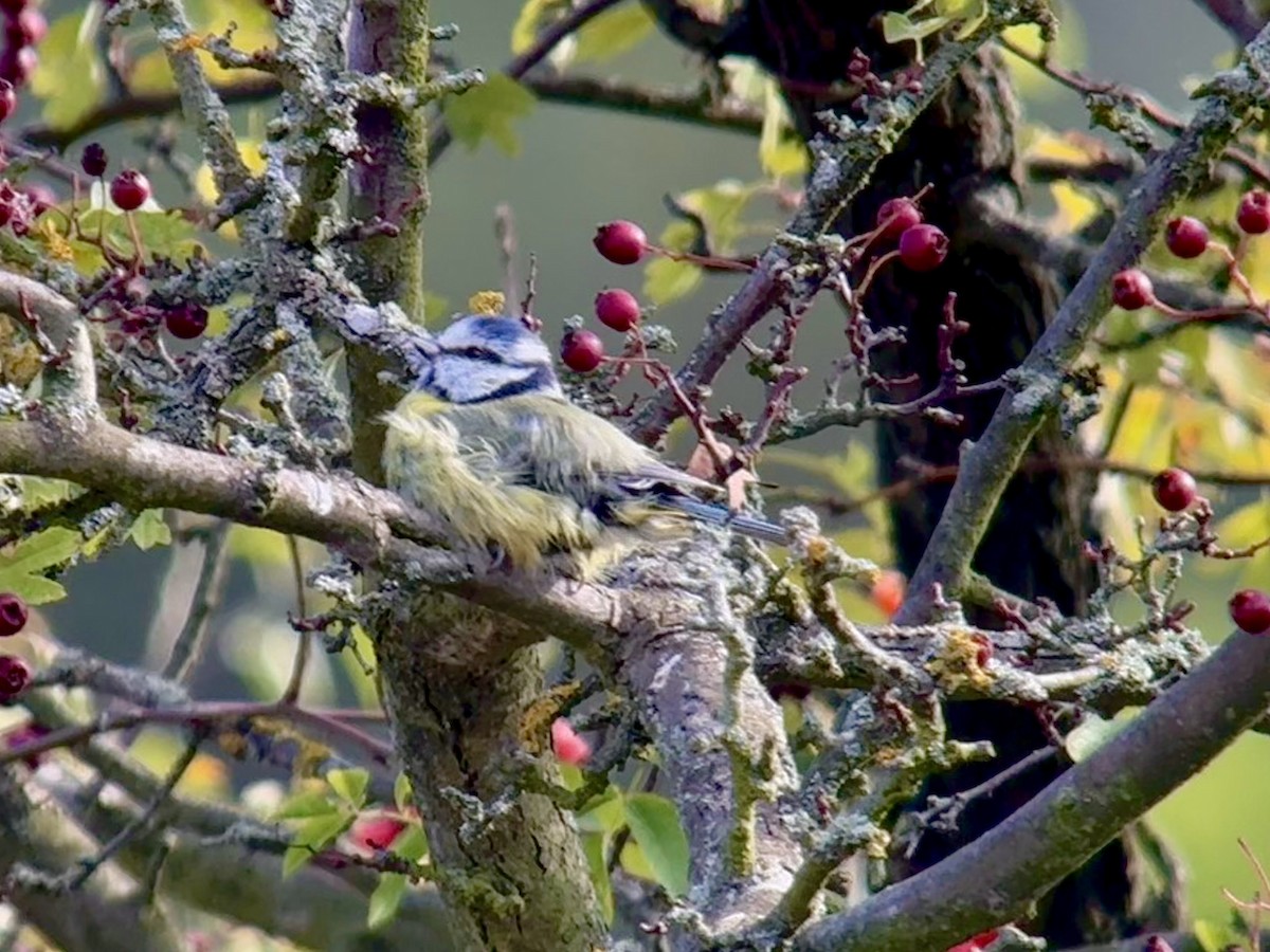 Eurasian Blue Tit - ML642103474