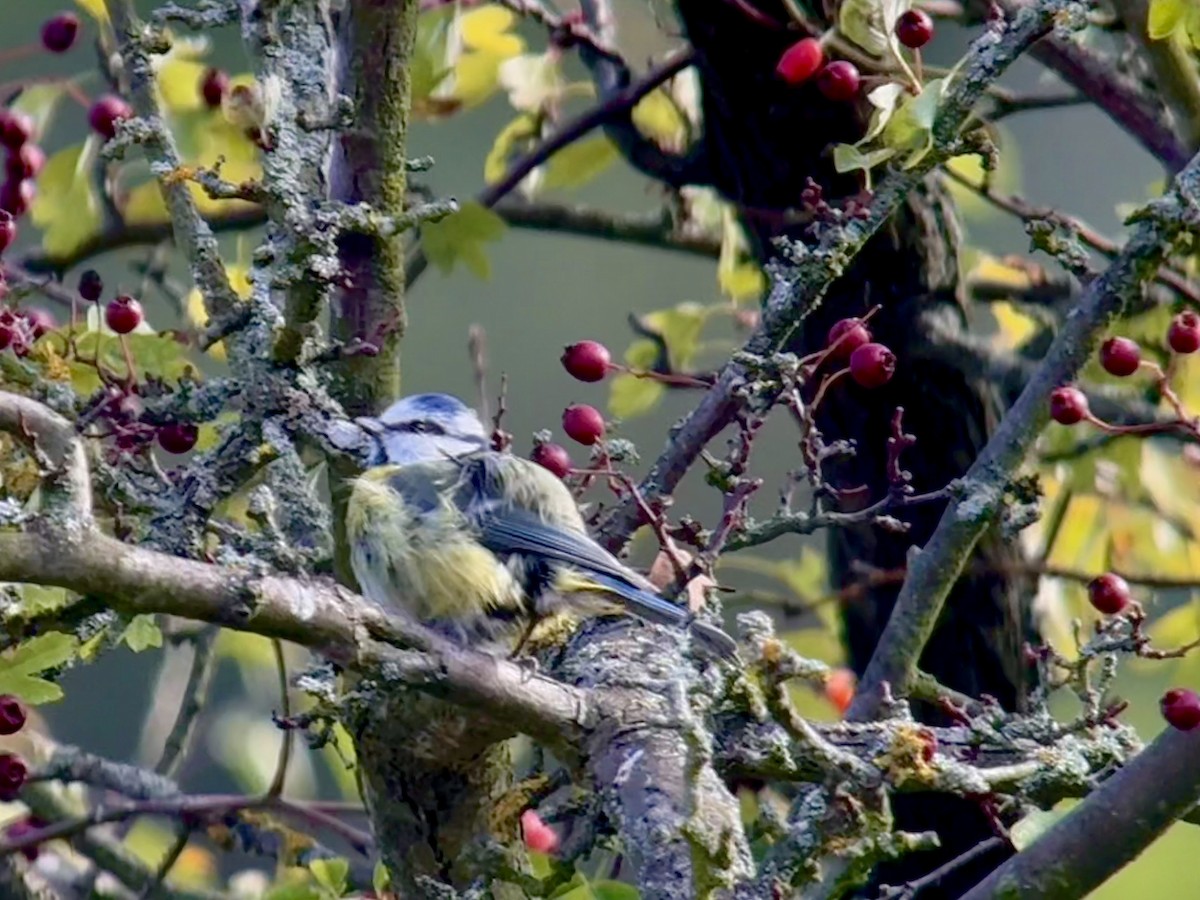 Eurasian Blue Tit - ML642103475