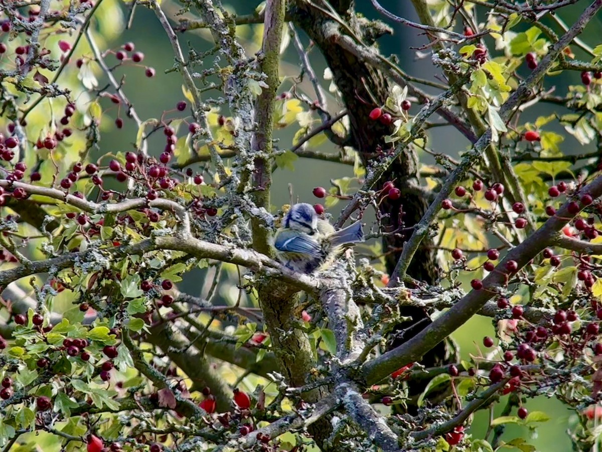 Eurasian Blue Tit - ML642103476