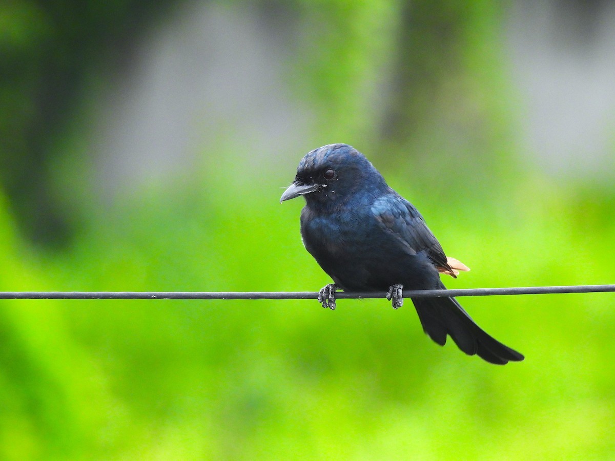 Black Drongo - ML642103505