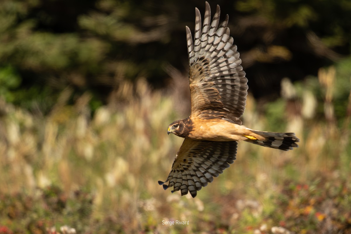 Northern Harrier - ML642103513