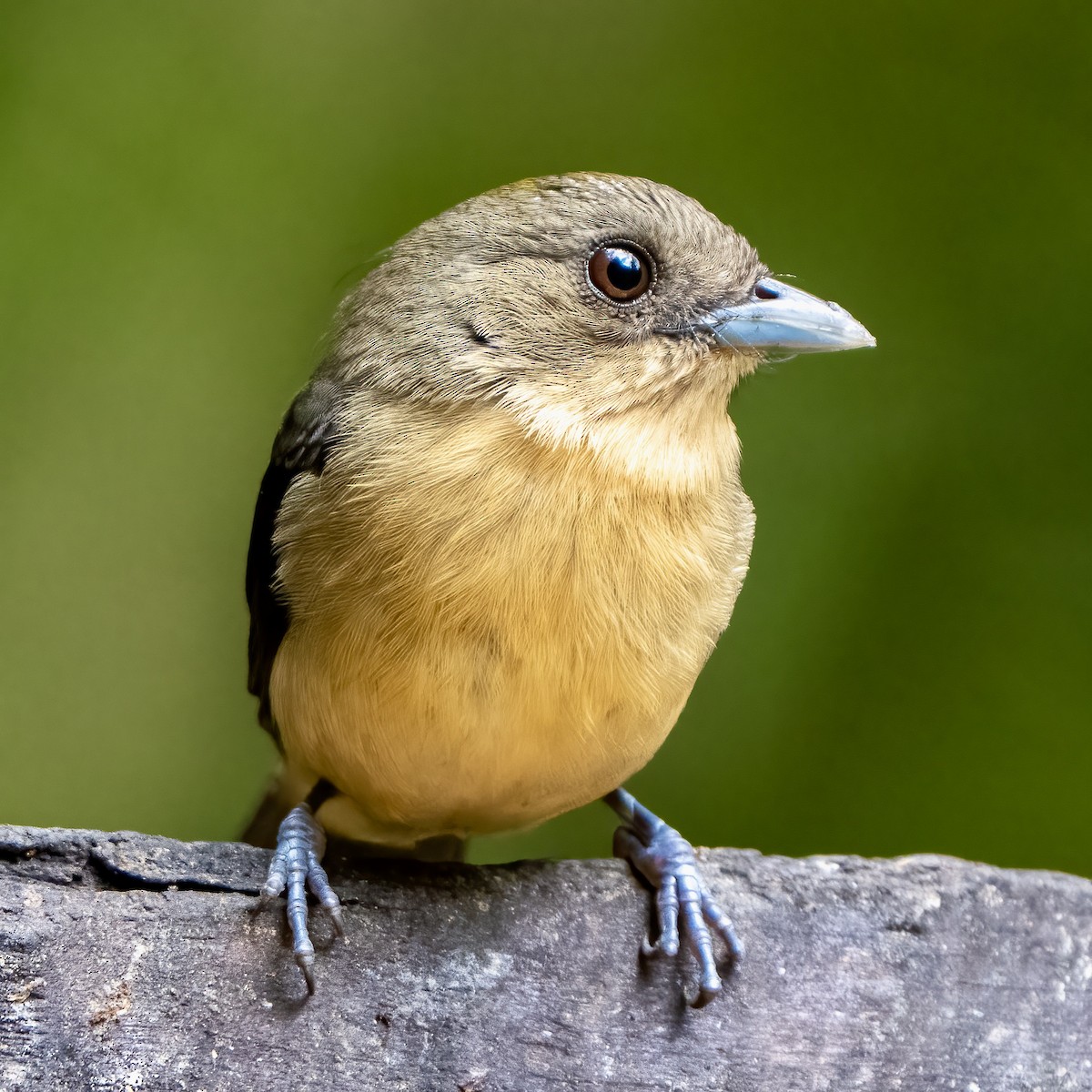 Black-goggled Tanager - ML642103529
