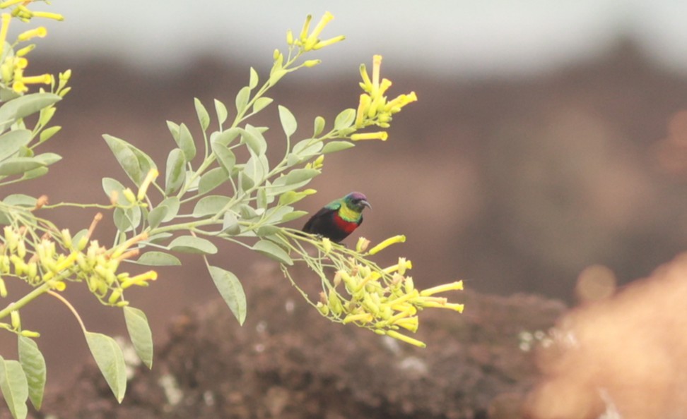 Abyssinian Sunbird - ML642103536