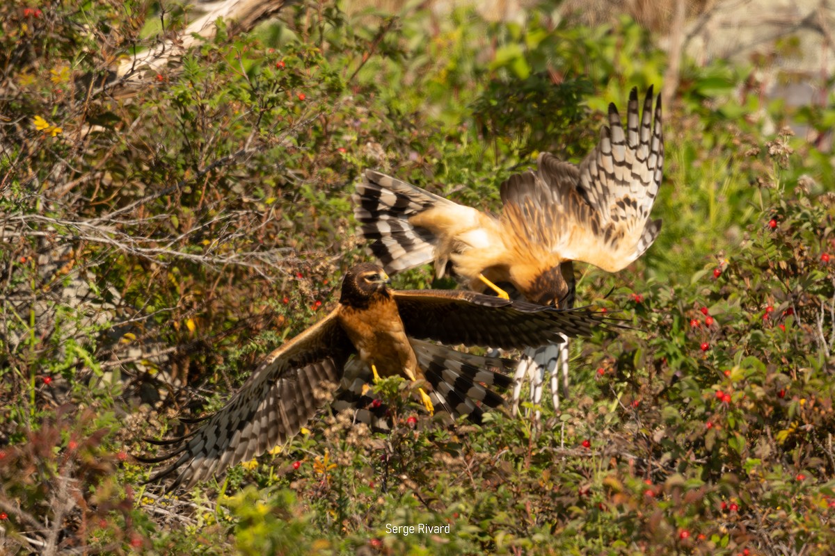 Northern Harrier - ML642103548