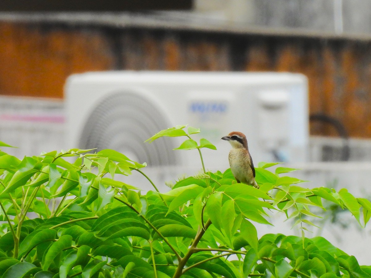 Brown Shrike - ML642103555