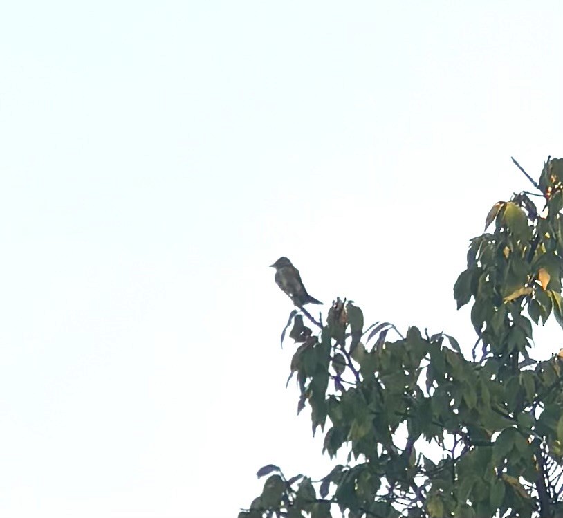 Olive-sided Flycatcher - ML642103562