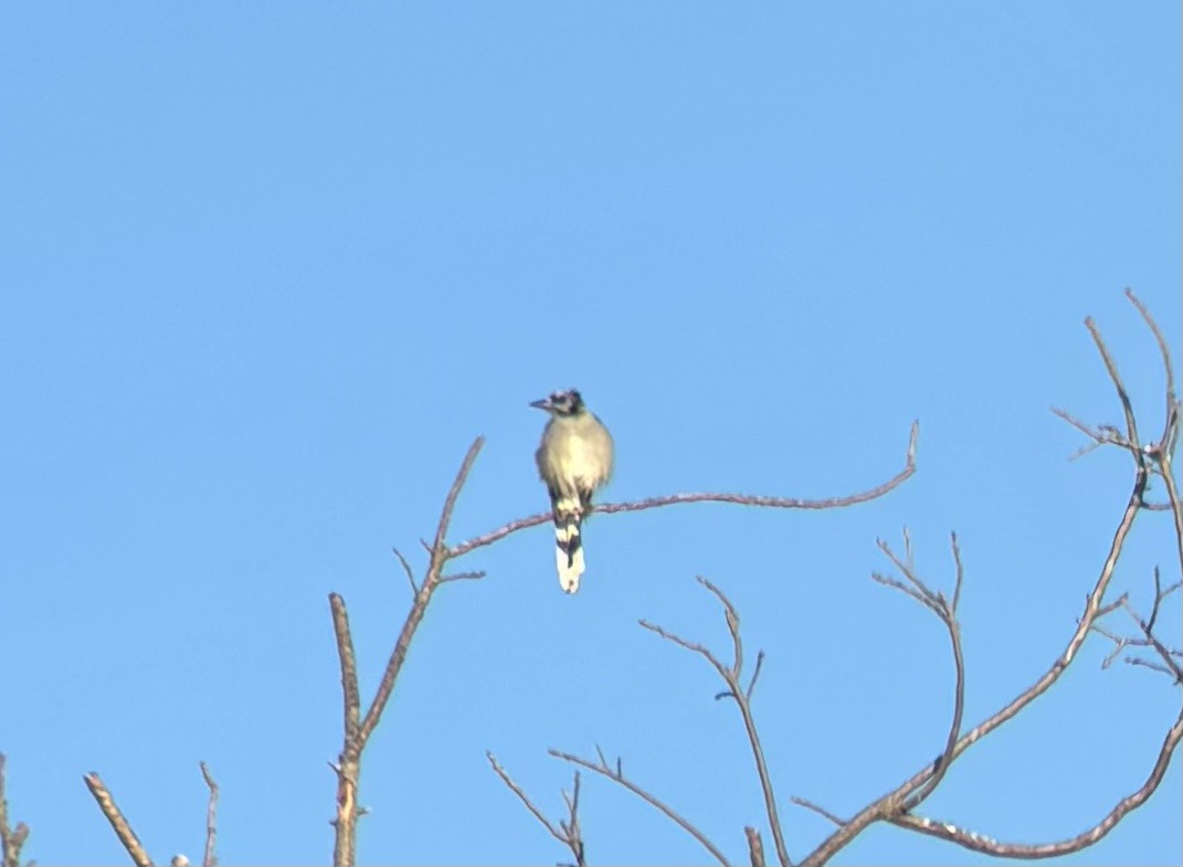 Blue Jay - ML642103564