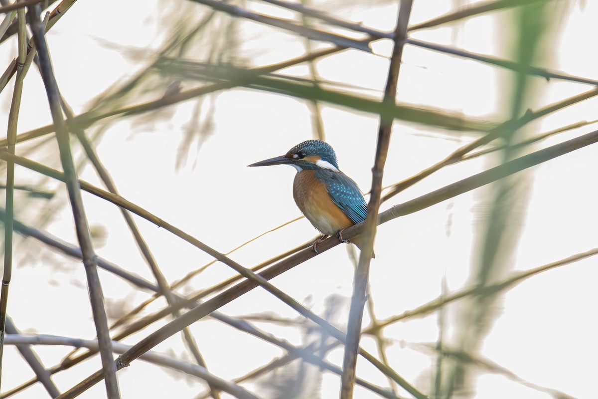 Common Kingfisher - ML642103572
