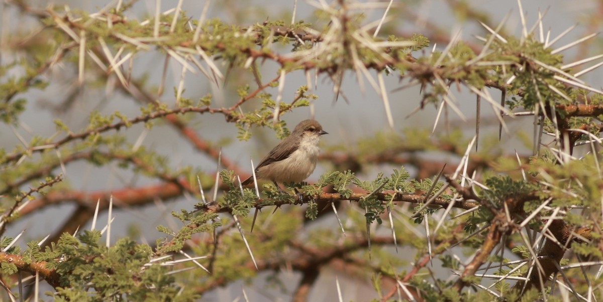 Mouse-colored Penduline-Tit - ML642103574