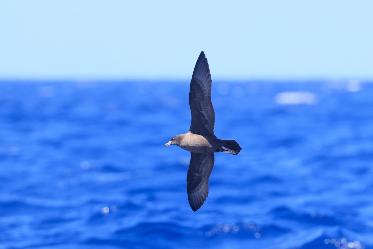 Flesh-footed Shearwater - ML642103581