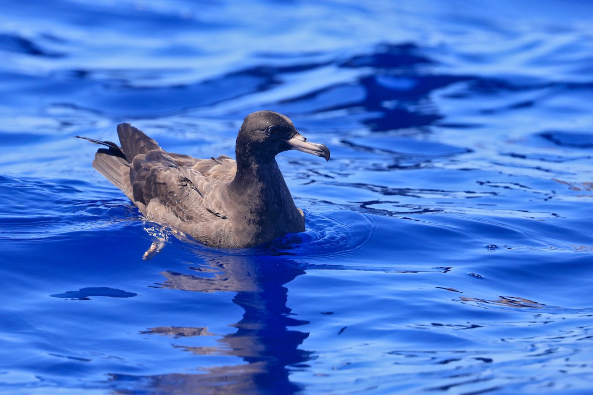 Flesh-footed Shearwater - ML642103582