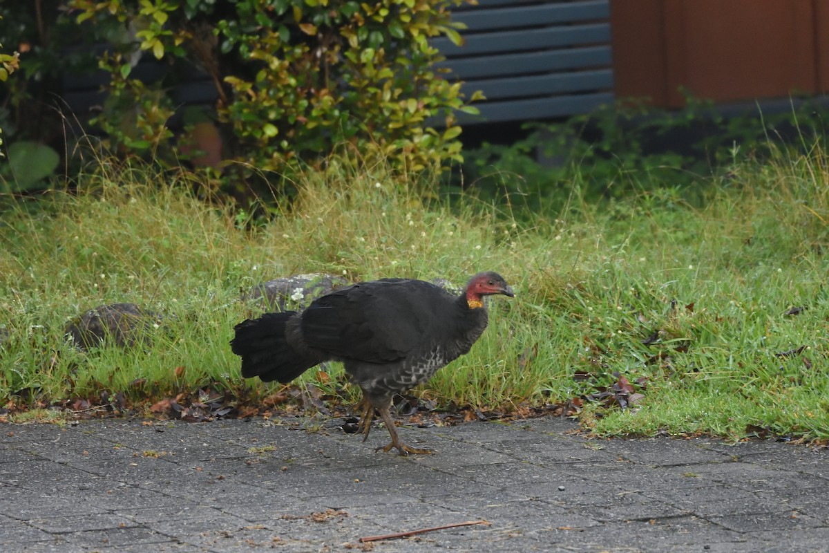 Australian Brushturkey - ML642103588