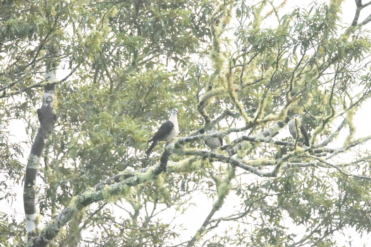 White-headed Pigeon - ML642103592