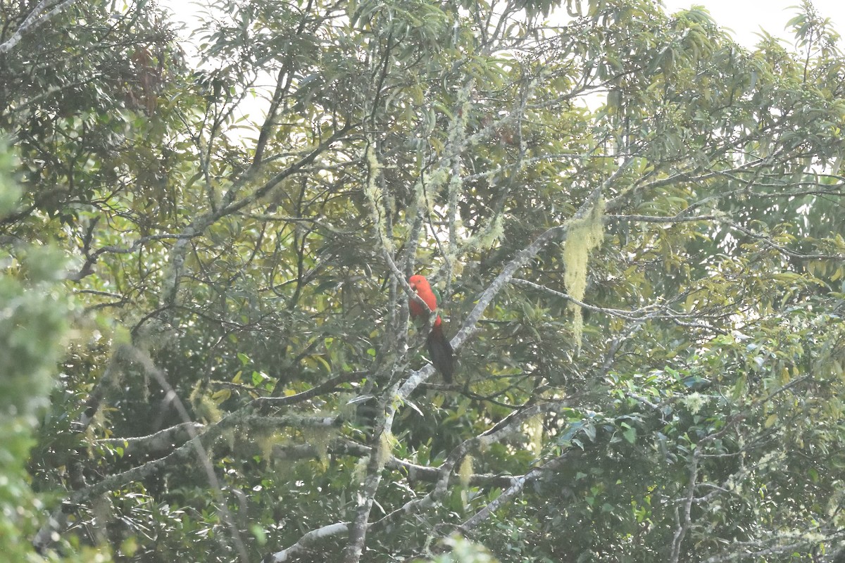 Australian King-Parrot - ML642103605