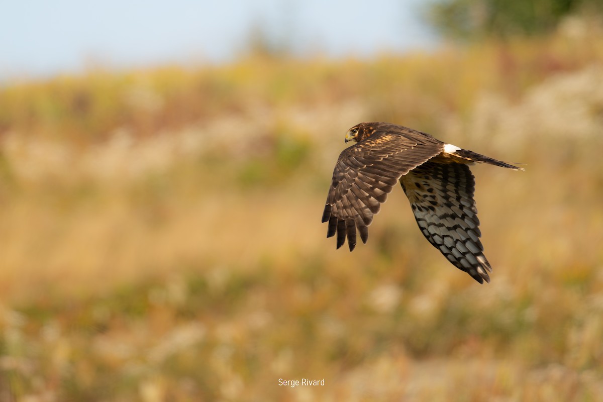 Northern Harrier - ML642103606