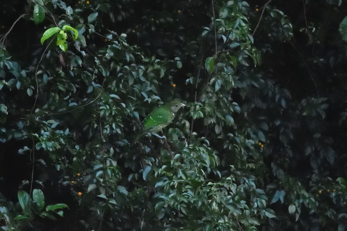 Green Catbird - ML642103612