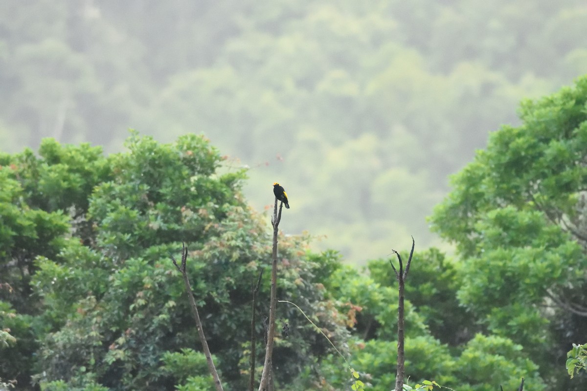 Regent Bowerbird - ML642103617