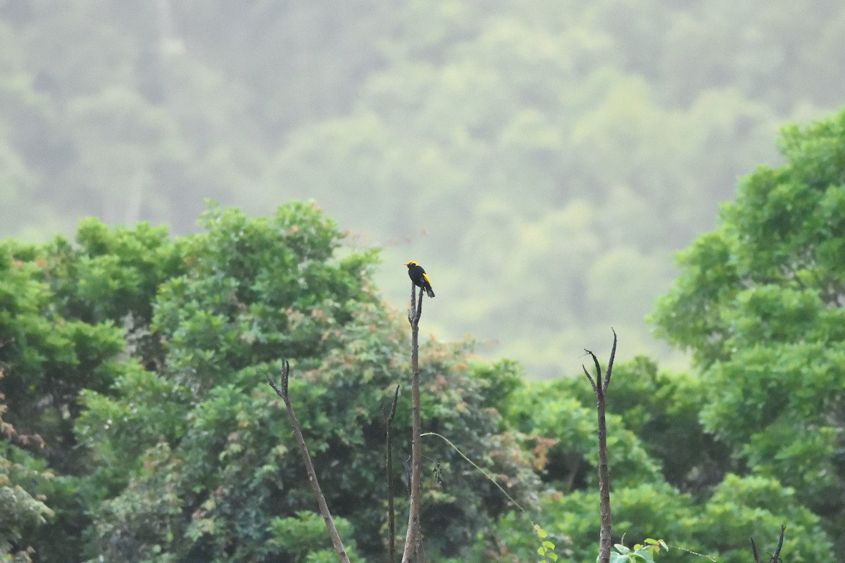 Regent Bowerbird - ML642103618