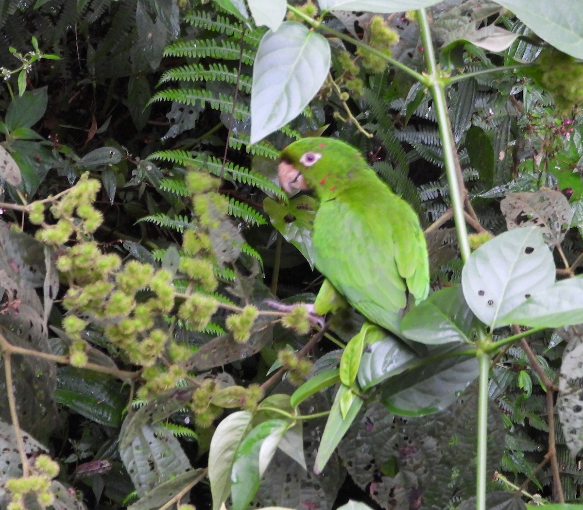 Aratinga Ojiblanca - ML642103630