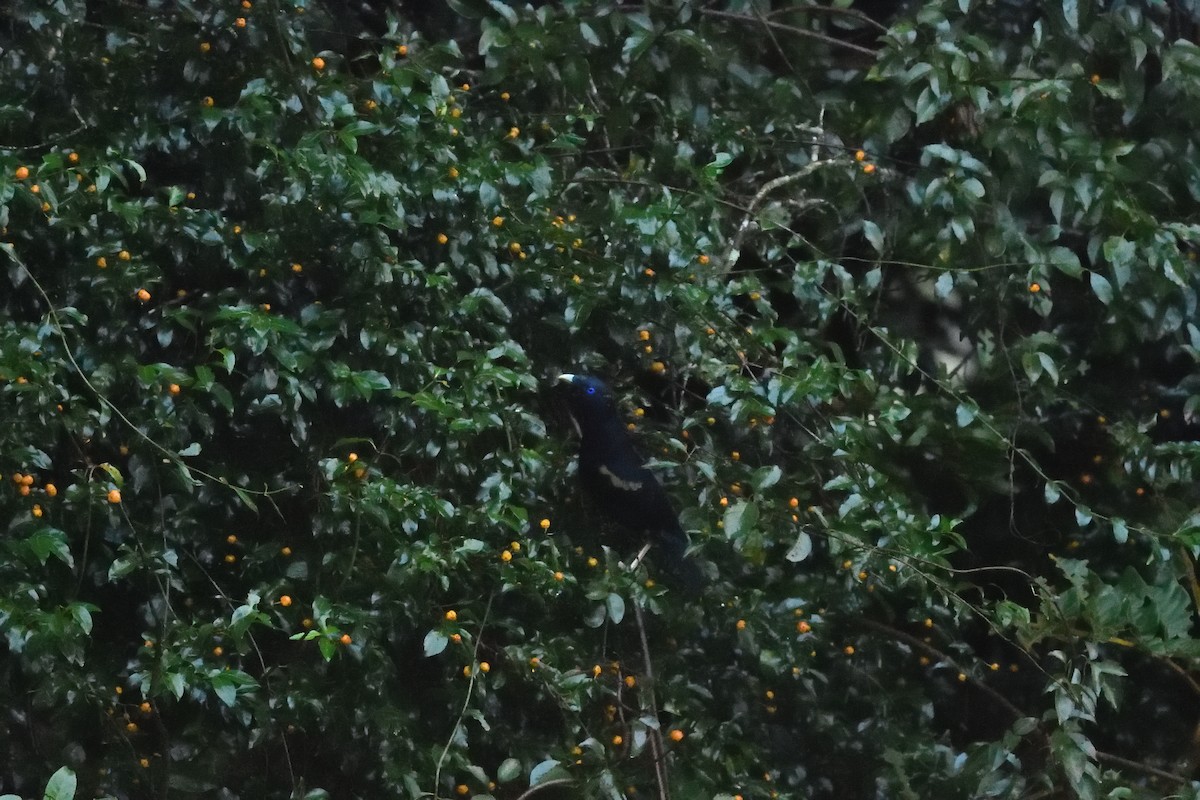 Satin Bowerbird - ML642103631