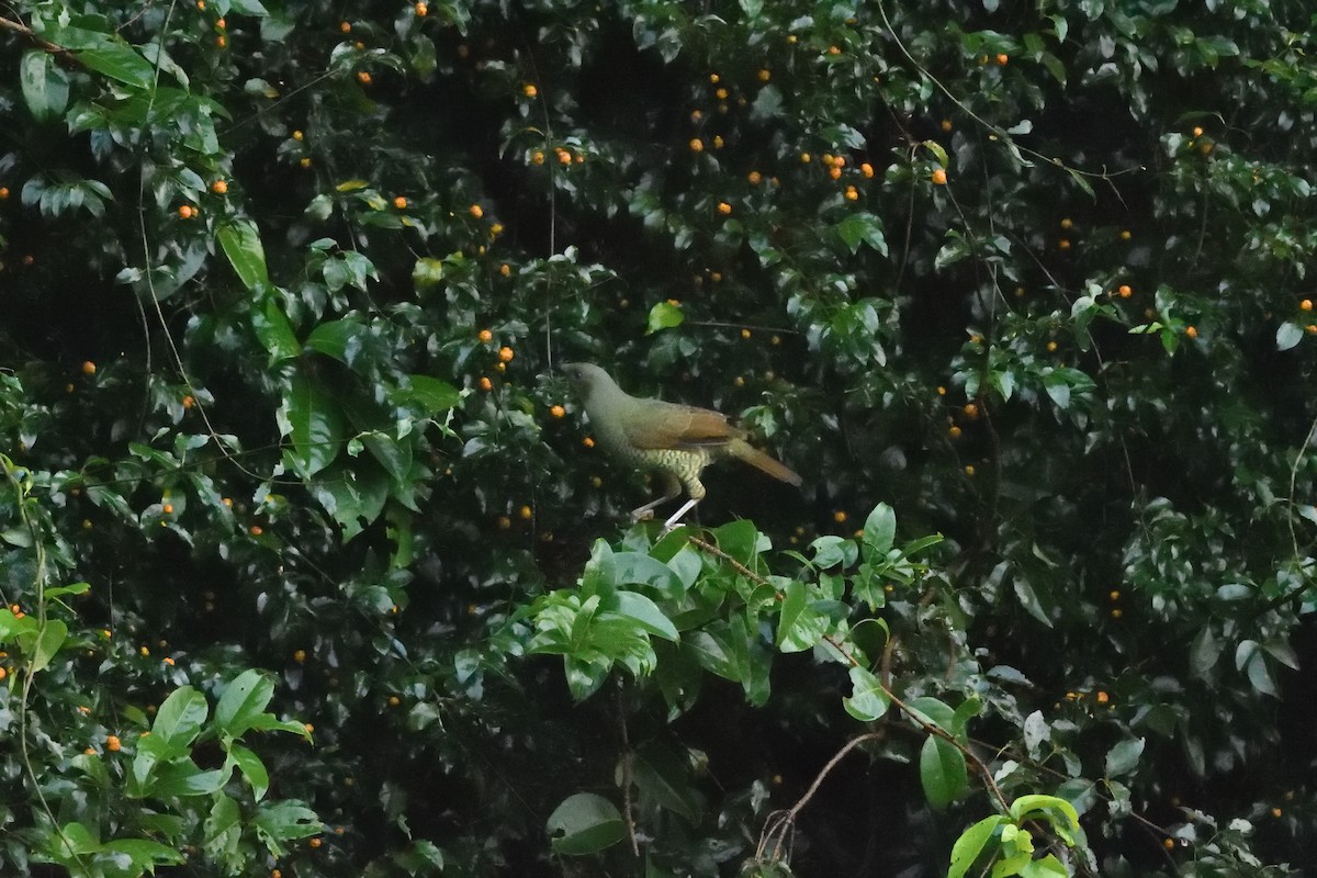 Satin Bowerbird - ML642103632