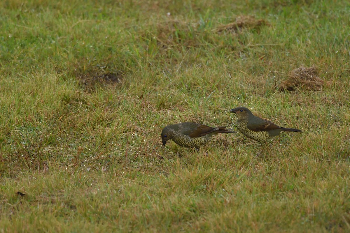 Satin Bowerbird - ML642103634