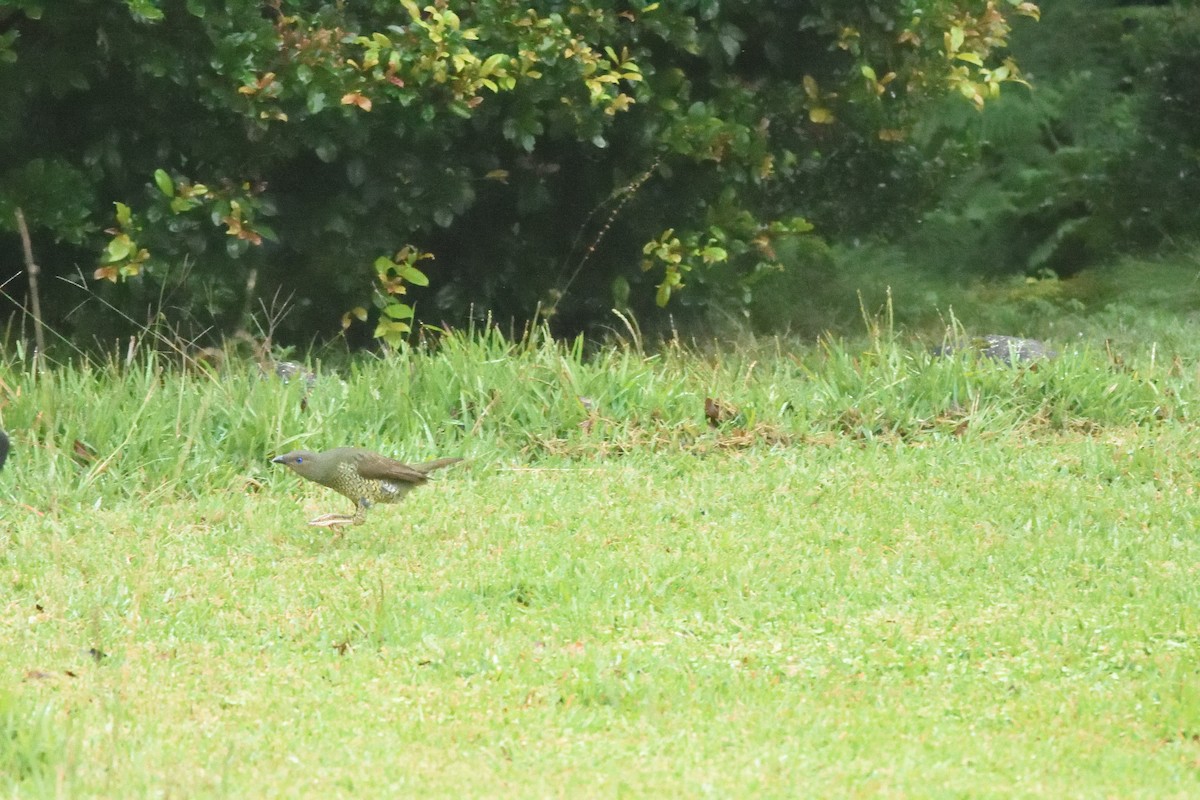 Satin Bowerbird - ML642103635