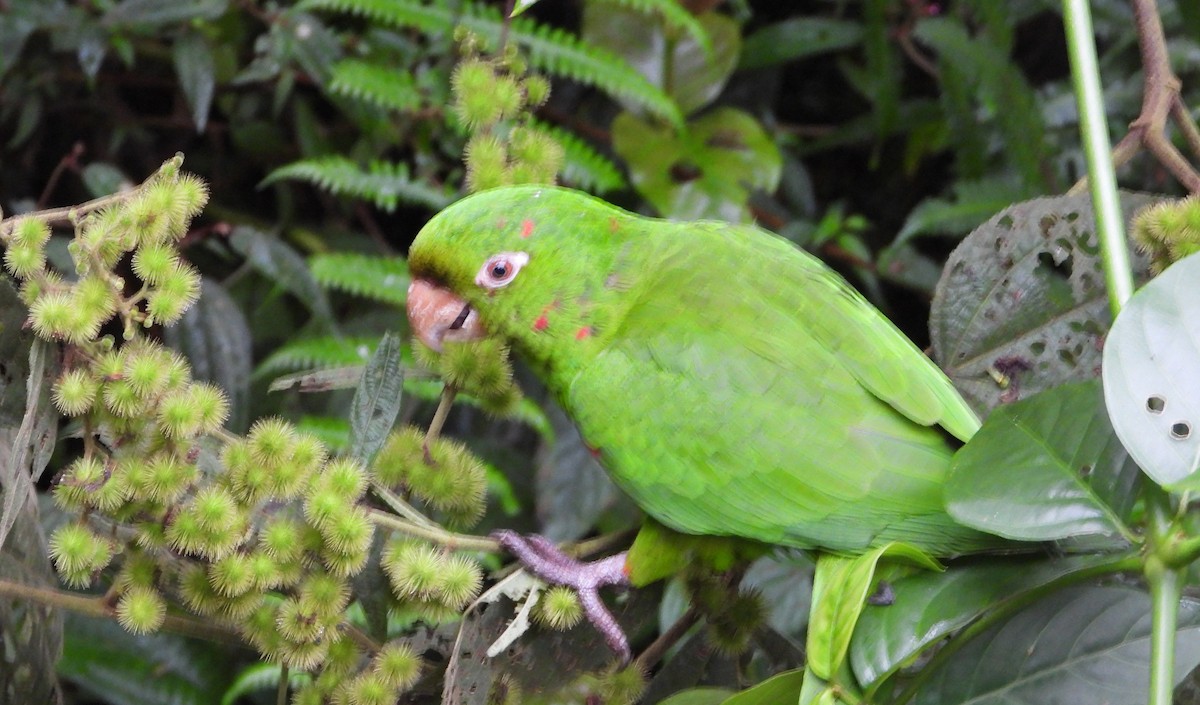 Aratinga Ojiblanca - ML642103638
