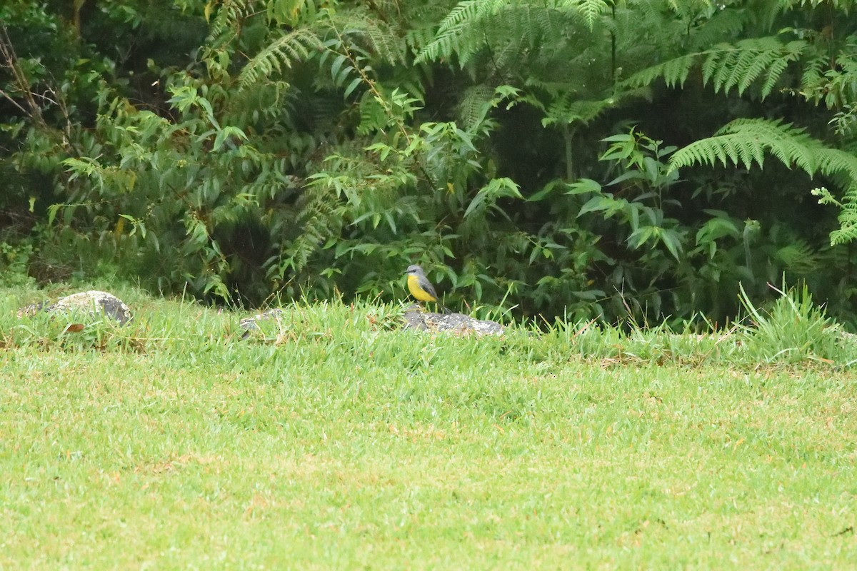 Eastern Yellow Robin - ML642103639