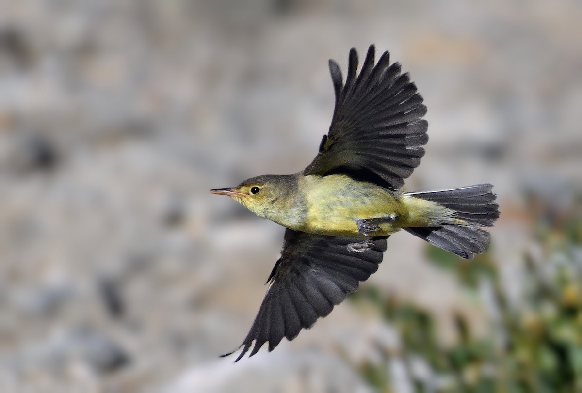 Icterine Warbler - ML642103643