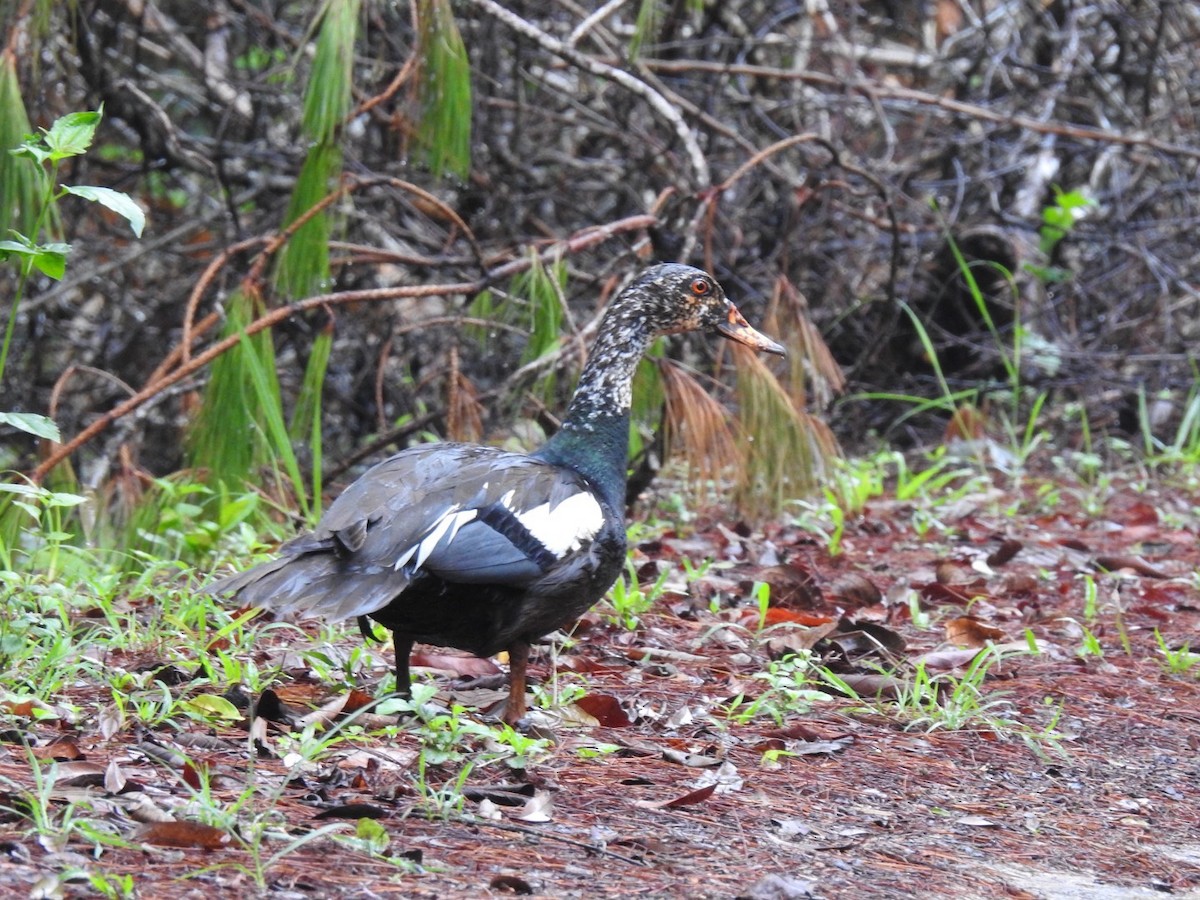White-winged Duck - ML642103644