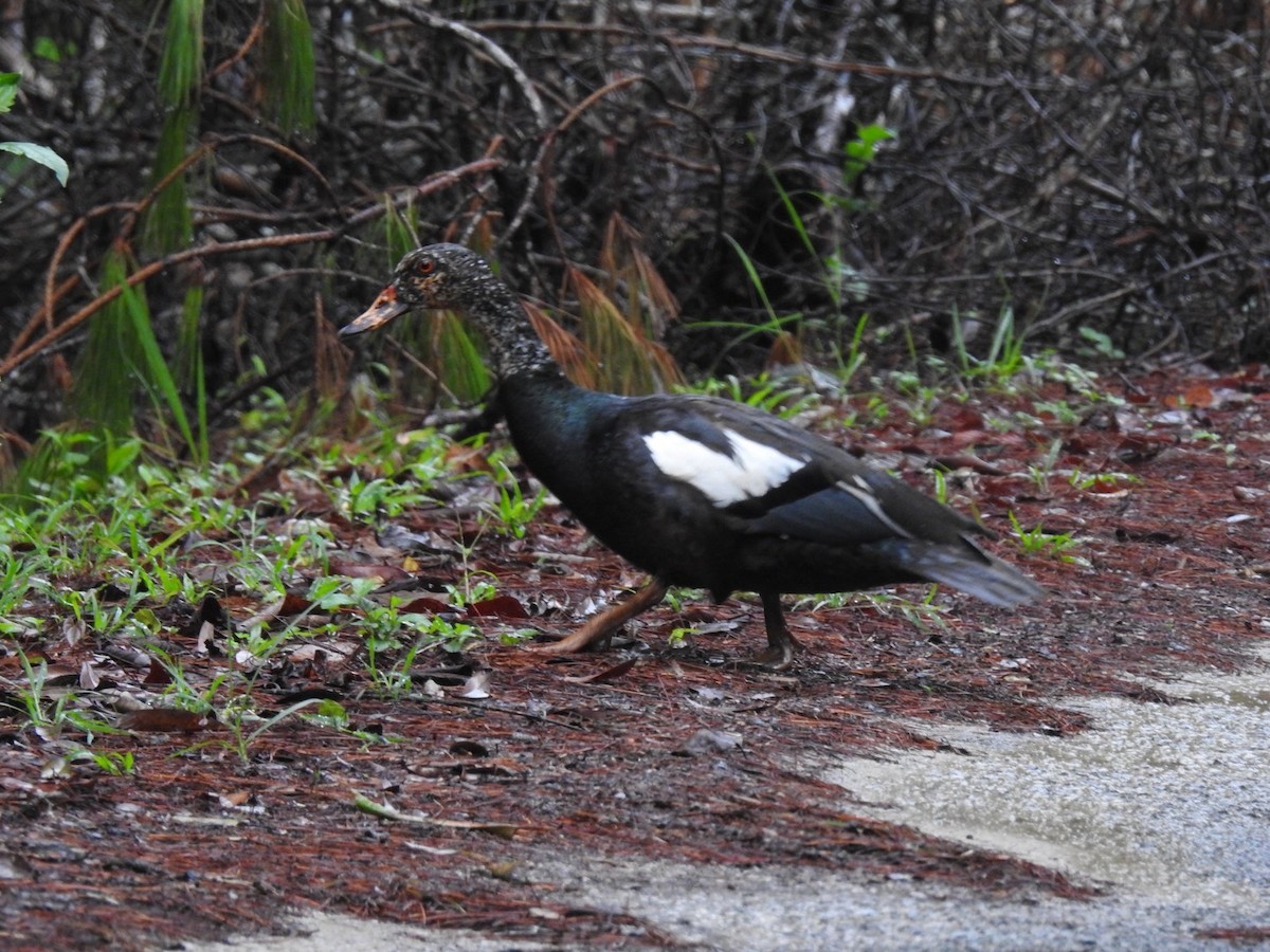 White-winged Duck - ML642103645