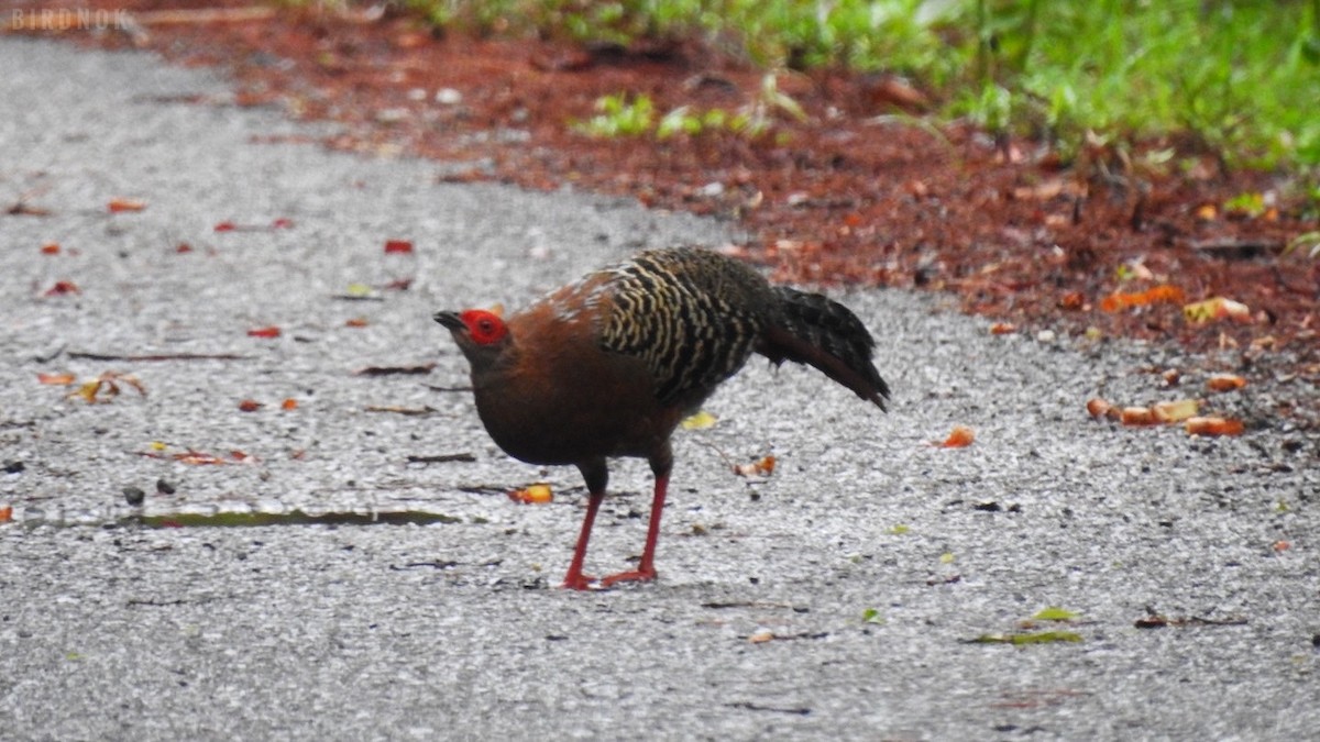 Siamese Fireback - ML642103648