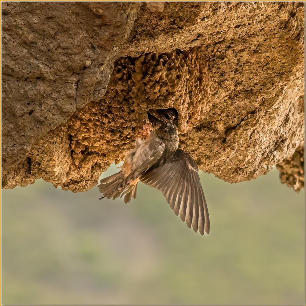 Golondrina Risquera - ML642103653